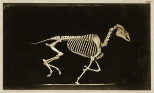 走っている馬の骨格 作： Eadweard Muybridge